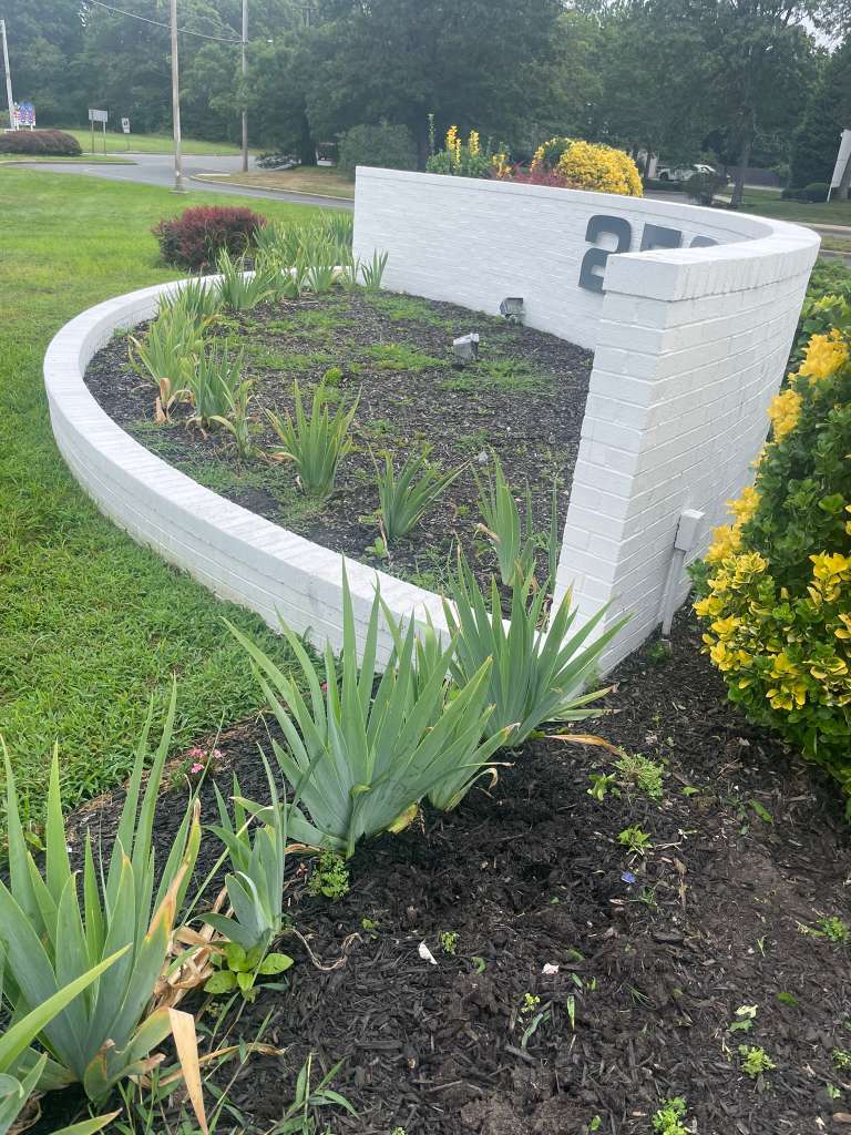 Shrub shaping and landscape clean-up